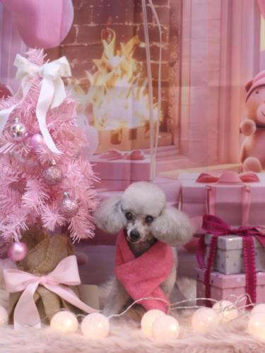 20241218サージュちゃん